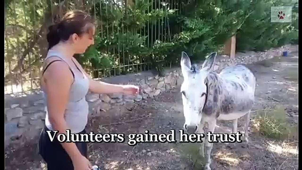 Rescue of a neglected donkey found abandoned in a field