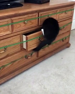 Sacré chat ! Il nous montre ses talents pour ouvrir l'un des tiroirs d'une commode, puis se faufile à l'intérieur et hop referme le tiroir.