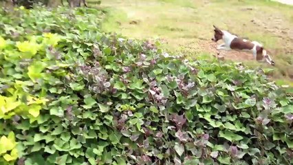 Funniest Pets & Animals of the Week | Funny Pet Videos