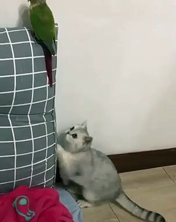 Tel est pris qui croyait prendre ! Ce perroquet sait faire tourner un chat en bourrique