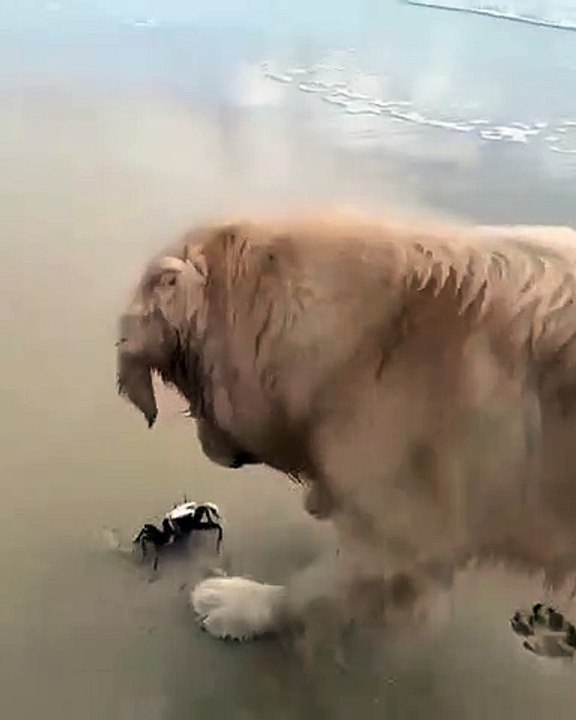 Amitié improbable entre un chien et un scorpion