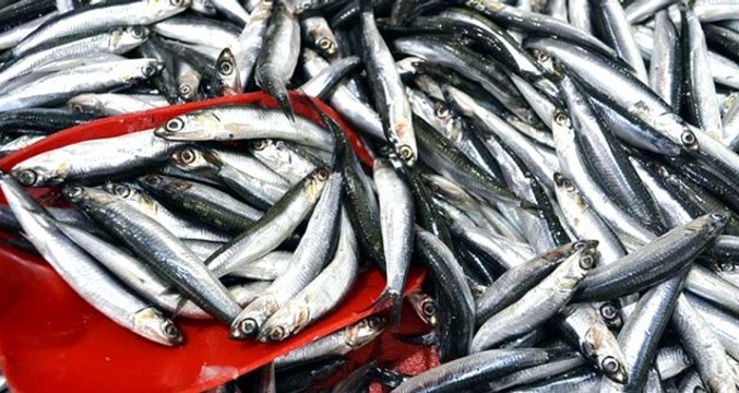 Kastamonu'da hamsinin fiyatı 5 liraya kadar düştü