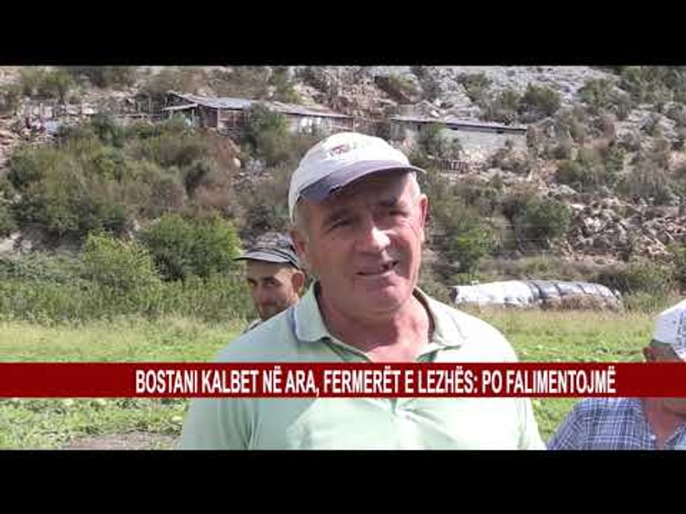 BOSTANI KALBET NË ARA, FERMERËT E LEZHËS: PO FALIMENTOJMË