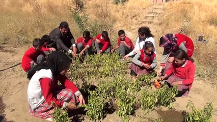 Okul bahçesinde yetiştirip, ihtiyaç sahibi ailelerle paylaşıyorlar