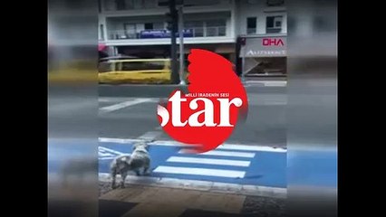 Yaya kırmızıda geçti, köpek yeşil ışığı bekledi