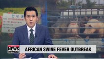 Another suspected case of African swine fever reported in Hwaseong, Gyeonggi-do province