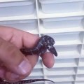 Rare Two Headed Snake Crawls on Person's Hand