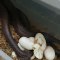 Female Snake Tries Eating Her Eggs After Laying Them