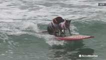 Catch a wave, good boy! Unbelievable talent shown at surfing dog competition