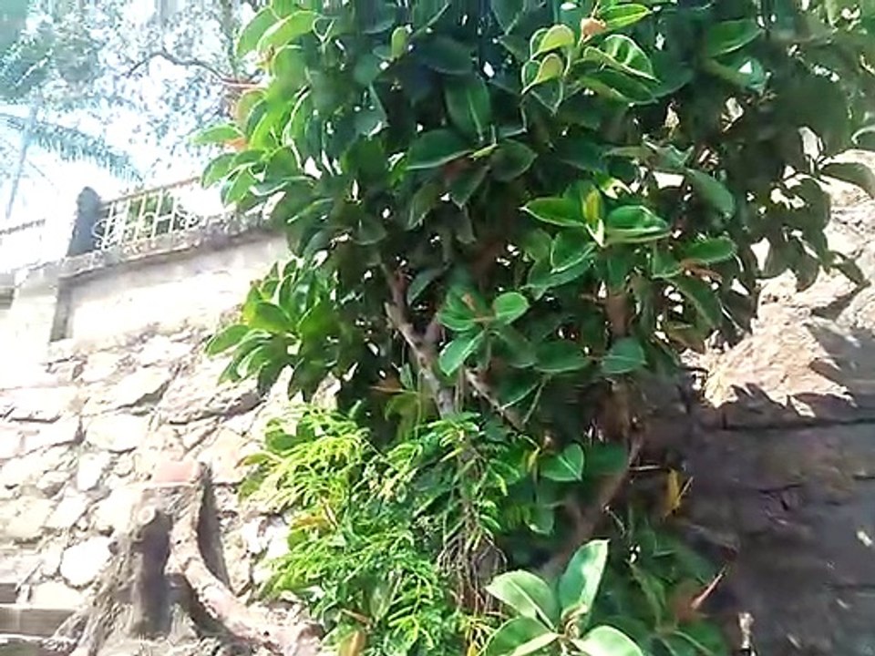 Tea Smell Nhà Thờ Núi Nha Trang P10