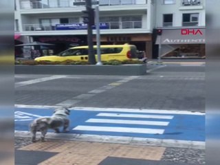 Yaya kırmızıda geçti, köpek yeşil ışığı bekledi
