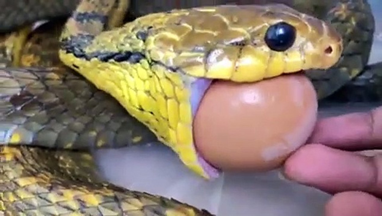 Impressionnant ce serpent gobe un oeuf entier !