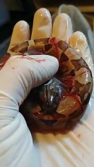 Naissance d'un bébé serpent Boa qui respire pour la première fois !