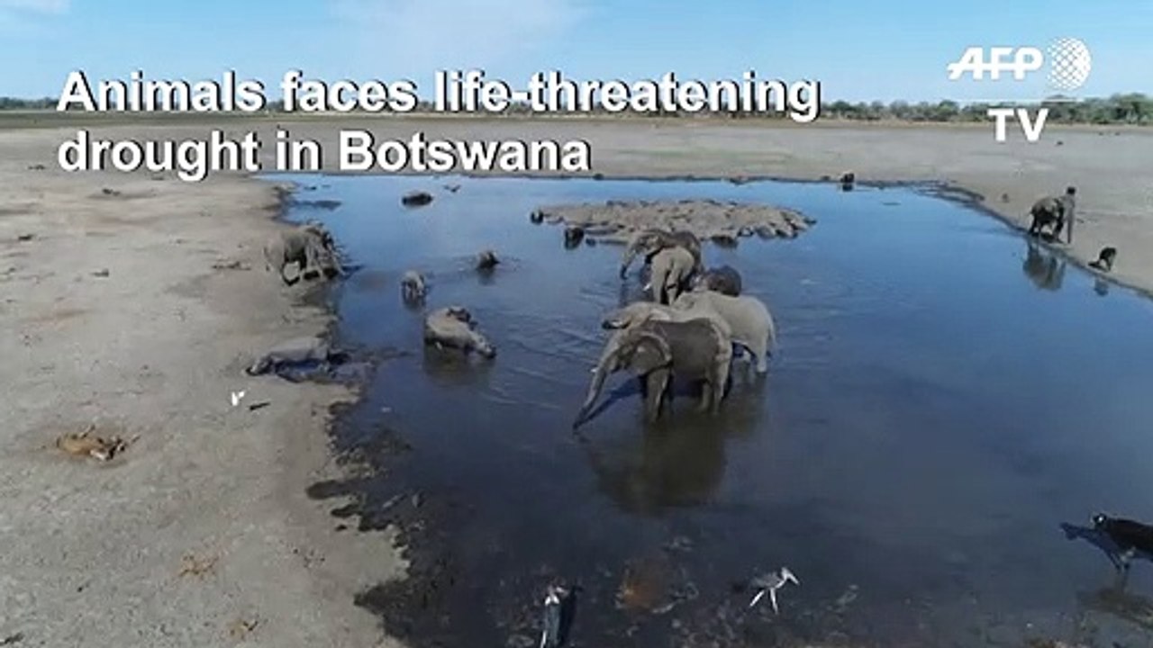 Animals face drought in Botswana's Okavango
