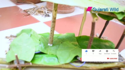 WILD  BOAT || WOOD BOAT || GUJARATI WILD || AMAZING VIDEO ||