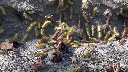 Ormanı istila eden tırtıllar yolu da aşarak yayılıyor - KÜTAHYA