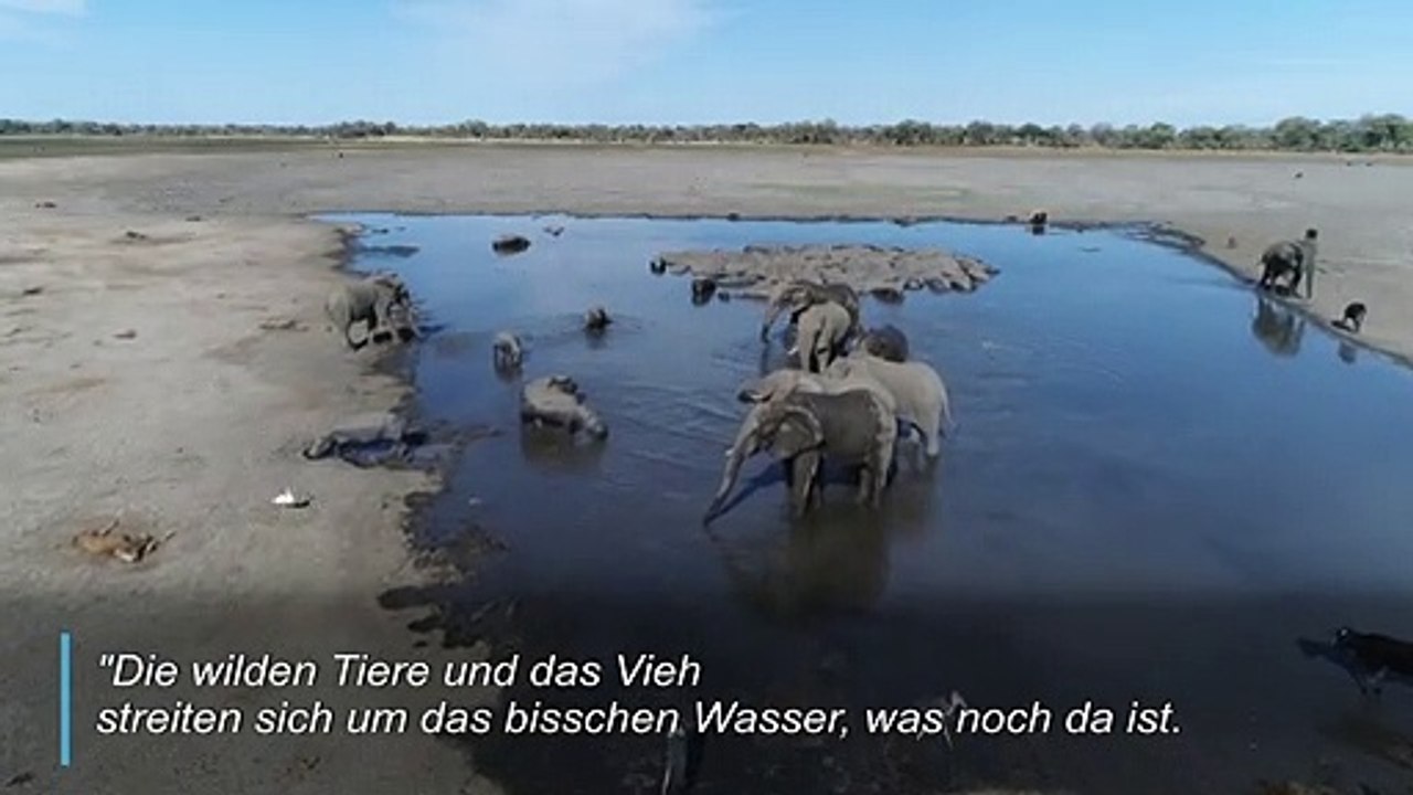 Dürre bedroht Tier und Mensch in Botswana