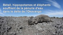 Des hippopotames et éléphants menacés par la sécheresse au Botswana
