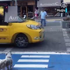 Yayalar geçti, köpek geçmedi!