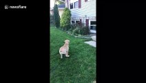 Dog tries and fails to catch dandelion seed