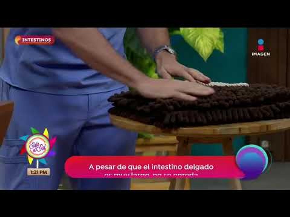 Funciones y partes del intestino delgado | Sale el Sol