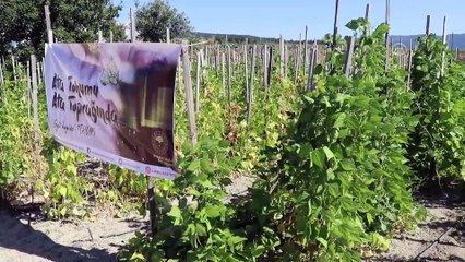 'Ata Tohumu Ata Toprağında' projesi - KARABÜK