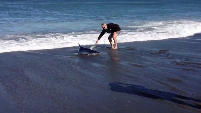 Ils viennent en aide à un requin échoué sur la plage