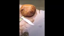 Une tortue vient aider un poisson coincé hors de l'eau