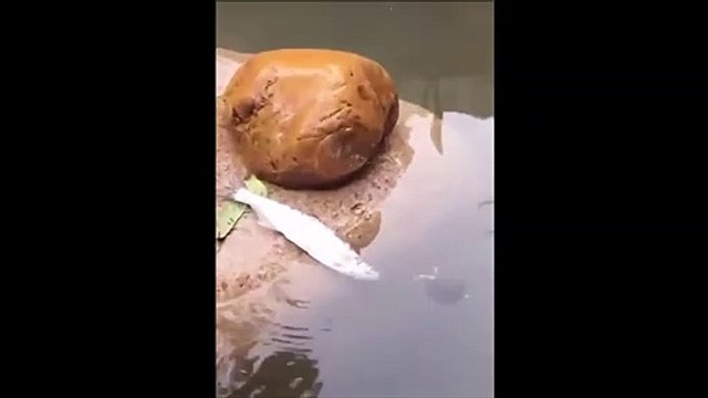 Une tortue vient aider un poisson coincé hors de l'eau