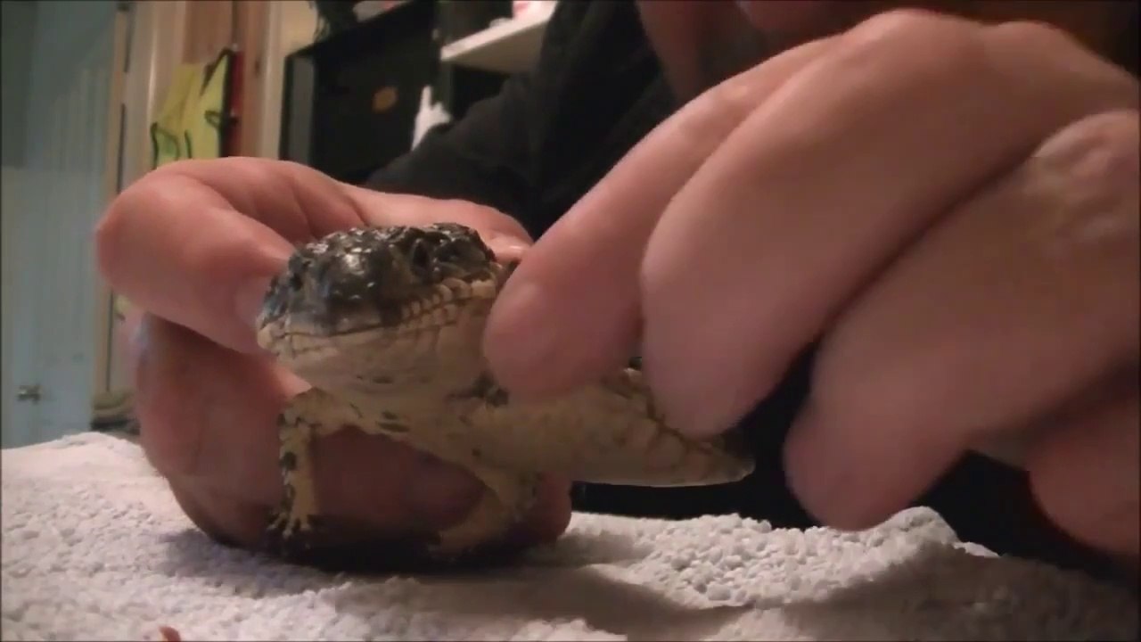 Vous ne rêvez pas, ce lézard a 2 têtes... Incroyable