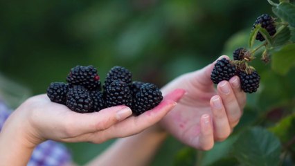 4 Tips for Making the Most of Your Visit to a 'U-Pick' Farm