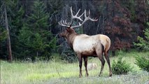 Big Bull Elk Bugles
