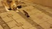 Cat Chasing Mouse on Street Backs off When Mouse Jumps In Front of Them