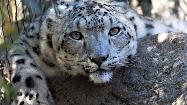 Britain Officially Bans Trophy Hunting Imports