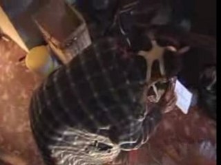 Naufragiogamia versión 6.0