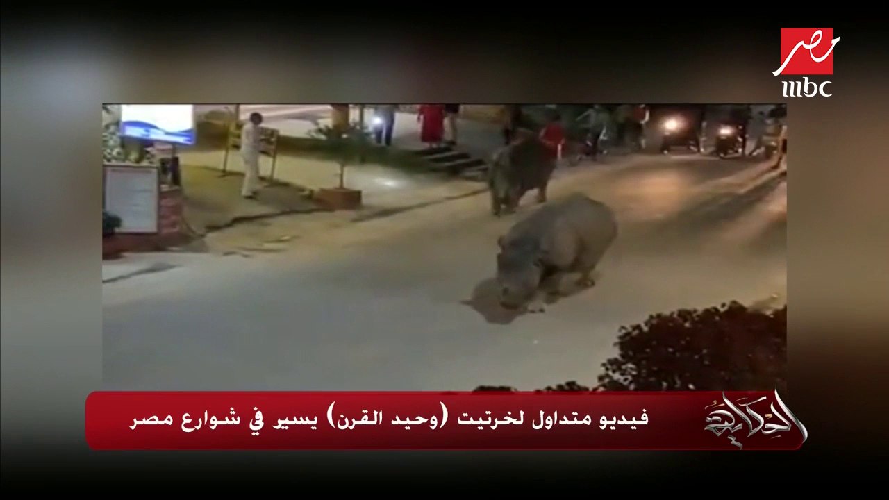 حقيقة فيديو متداول لخرتيت (وحيد القرن) يسير في شوارع مصر