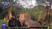 [뉴스터치] 온 몸에 총알 박힌 코끼리 사체 발견…