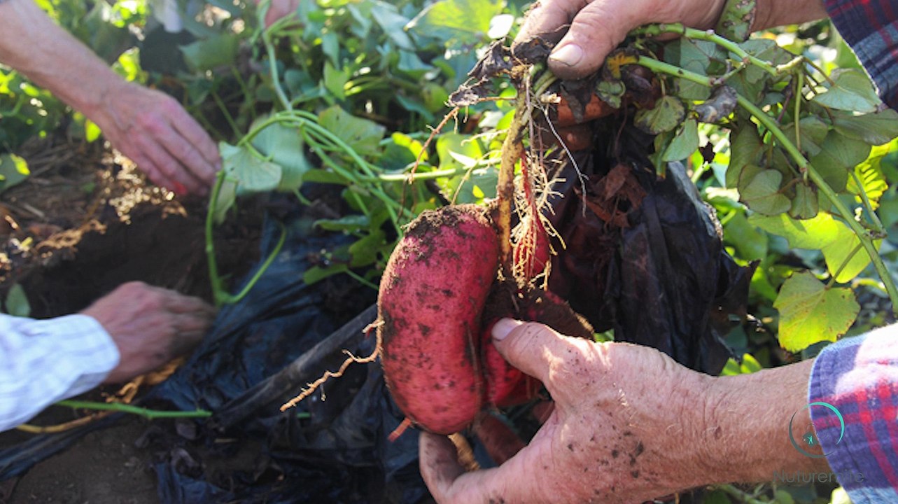 Sweet potato surprising health benefits and Nutrition Facts||Nuturemite English