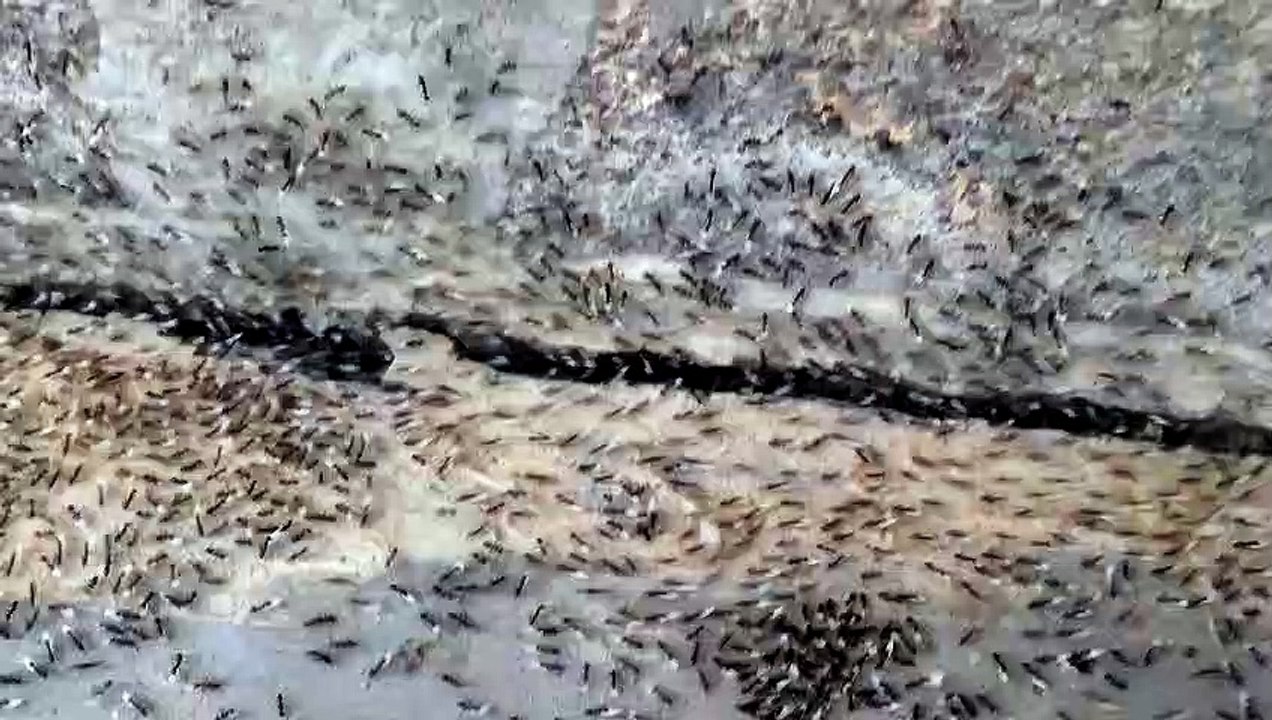 Black ants carrying their eggs.
