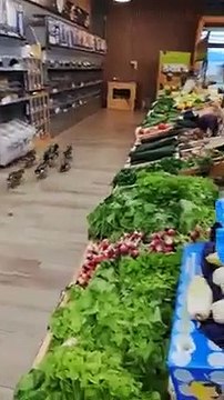 des canards chez biocoop