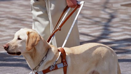 [N년전뉴스] 1997년, 맹인 안내견의 '졸업식' 현장  / YTN