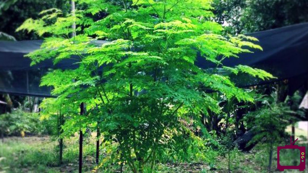 வீடு வாசலில் முருங்கை மரம் வளர்க்க கூடாது..காரணம் இது தான்..!