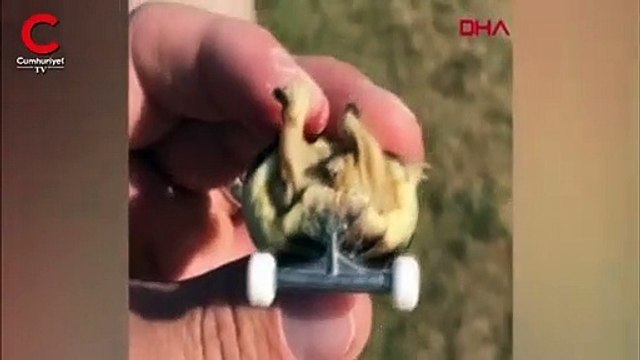 Kaplumbağanın yürümesini böyle sağladı...