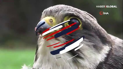 Piknik yaparken bulduğu kanadı kırık kerkenezi sahiplendi, evinde bakıyor