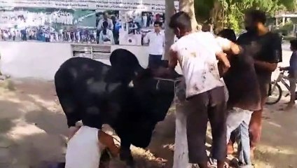 Qurbani Of Bull Part 1 | 2019 | Eid - e - Qurban