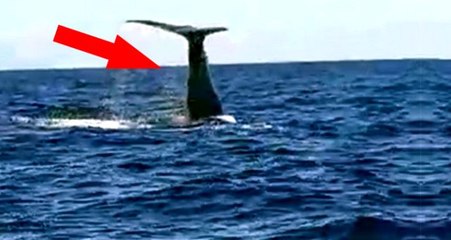 Çeşme açıklarında görülen balina ve yavrusu şaşırttı