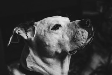 Un chiot se sacrifie pour sauver la vie de ses maîtres