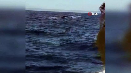 Çeşme açıklarında görülen balina ve yavrusu şaşırttı