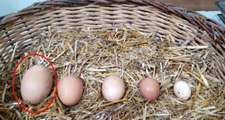 136 gram ağırlığındaki dev yumurtayı görenler şaşkınlığını gizleyemedi