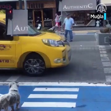 Yayalar kırmızı ışıkta geçti, sokak köpeği yeşil ışığı bekledi